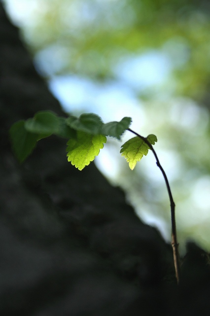 木の芽_e0055532_643552.jpg