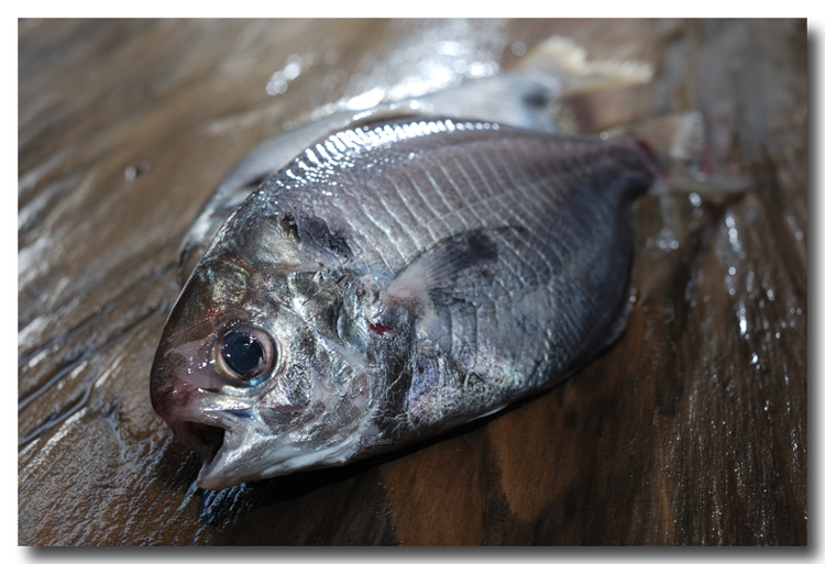 疣鯛 イボダイ 私の住んでいる地域ではエボダイと呼びます 魚屋三代目日記 疣鯛 イボダイ 私の住んでいる地域ではエボダイと呼びます 魚屋三代目日記