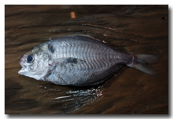 疣鯛 イボダイ 私の住んでいる地域ではエボダイと呼びます 魚屋三代目日記 疣鯛 イボダイ 私の住んでいる地域ではエボダイと呼びます 魚屋三代目日記