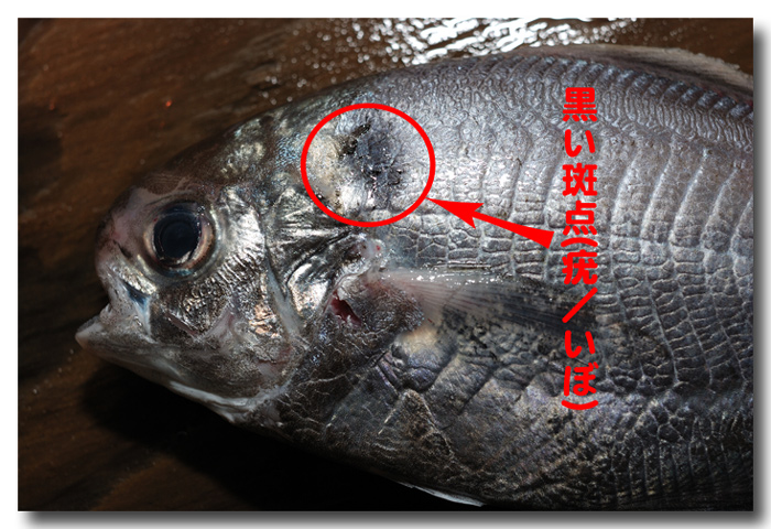 疣鯛 イボダイ 私の住んでいる地域ではエボダイと呼びます 魚屋三代目日記 疣鯛 イボダイ 私の住んでいる地域ではエボダイと呼びます 魚屋三代目日記