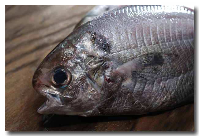 疣鯛 イボダイ 私の住んでいる地域ではエボダイと呼びます 魚屋三代目日記 疣鯛 イボダイ 私の住んでいる地域ではエボダイと呼びます 魚屋三代目日記