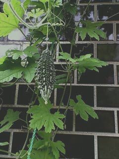 ☆まるで野菜を楽しむ特集ね☆_c0092953_392326.jpg