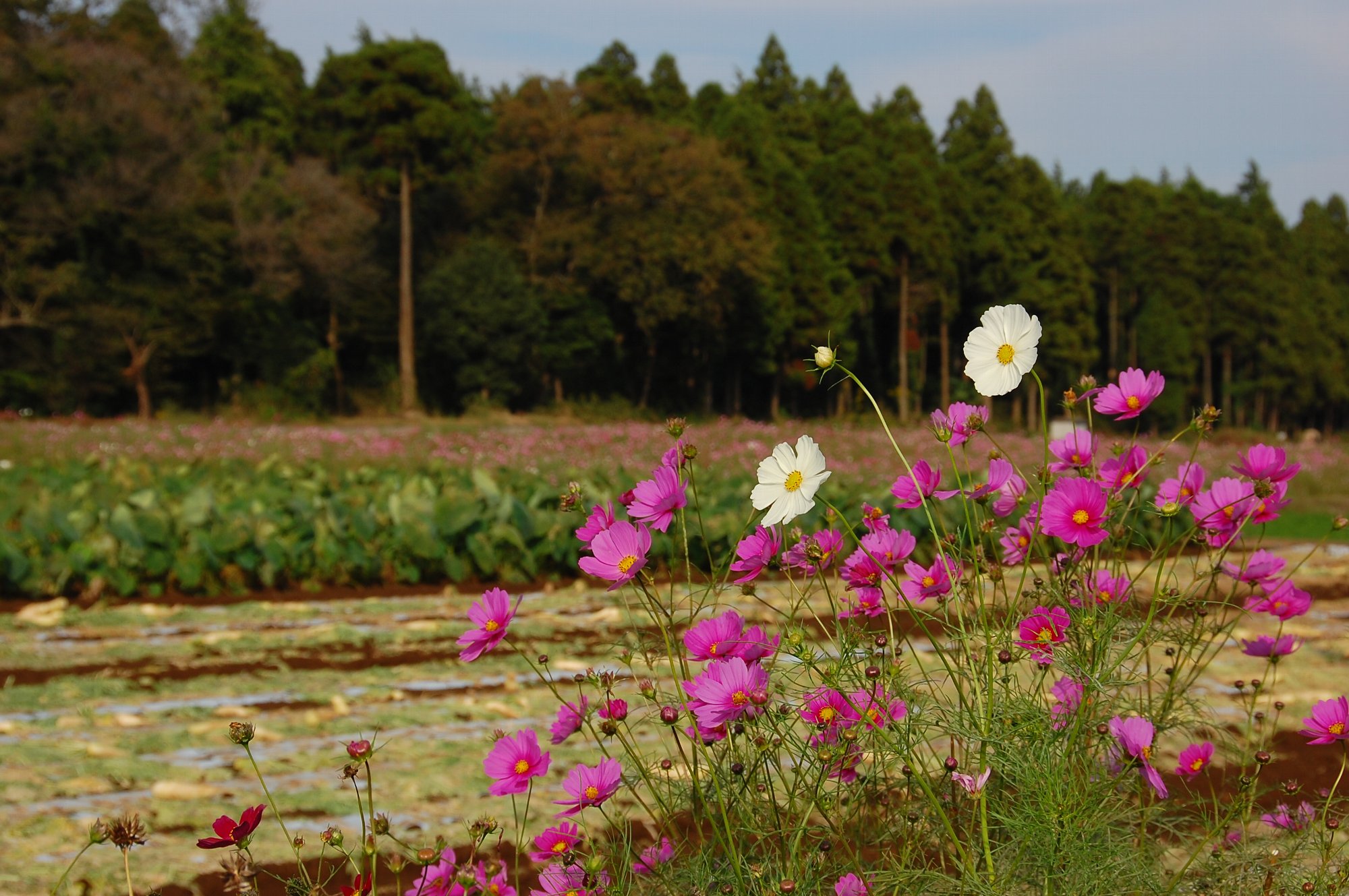 里山のコスモス_e0071178_2038550.jpg