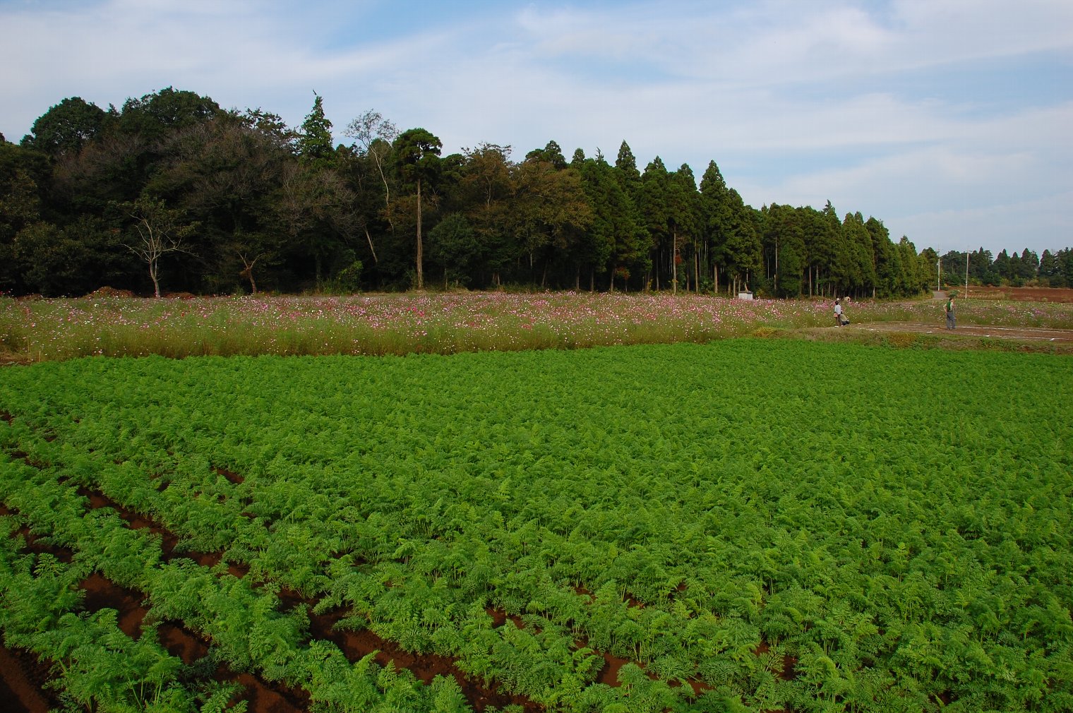 里山のコスモス_e0071178_22143523.jpg