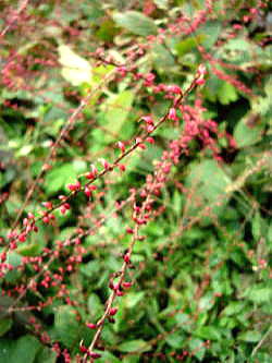 c0105295_2025033.jpg