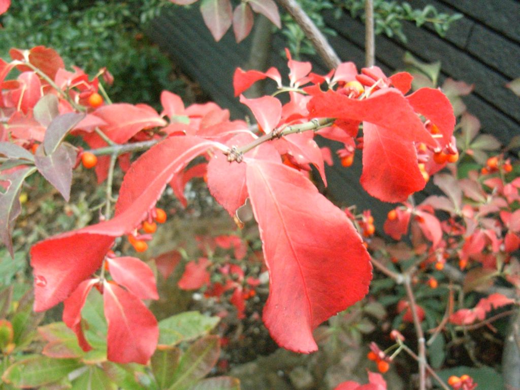 紅葉~黄葉_c0025115_233474.jpg