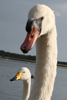 ウトナイ湖の白鳥_c0024729_17141.jpg