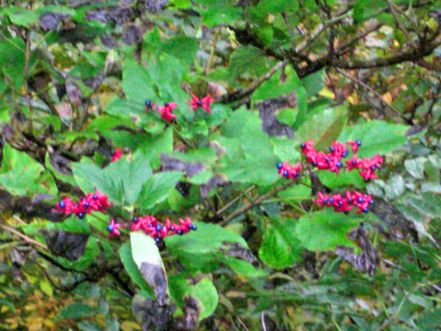f0020336_2083127.jpg