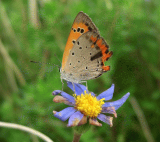 f0031546_21164497.gif