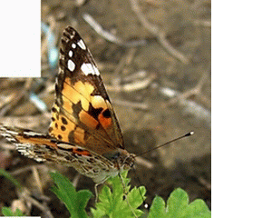 f0031546_2116595.gif