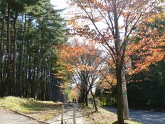 輝く紅葉・信玄棒道と馬の里_f0019247_23123862.jpg