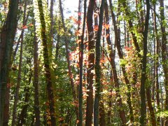 輝く紅葉・信玄棒道と馬の里_f0019247_2313792.jpg