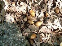 輝く紅葉・信玄棒道と馬の里_f0019247_23151645.jpg