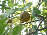 輝く紅葉・信玄棒道と馬の里_f0019247_23191787.jpg