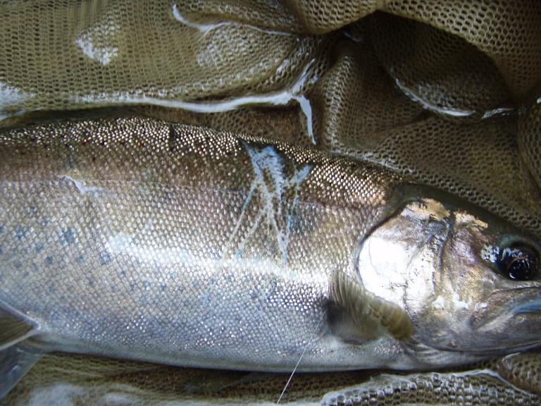 釣りの後には・・モツ食うぞ～！_d0125348_22274262.jpg