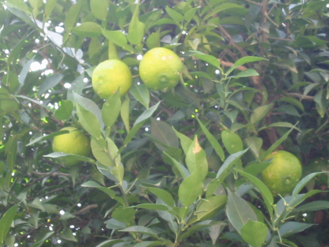 d0094868_79512.jpg
