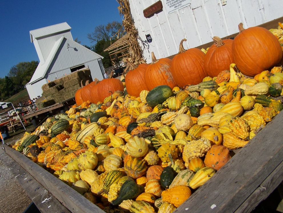 Pumpkin Patch_e0028272_1021365.jpg