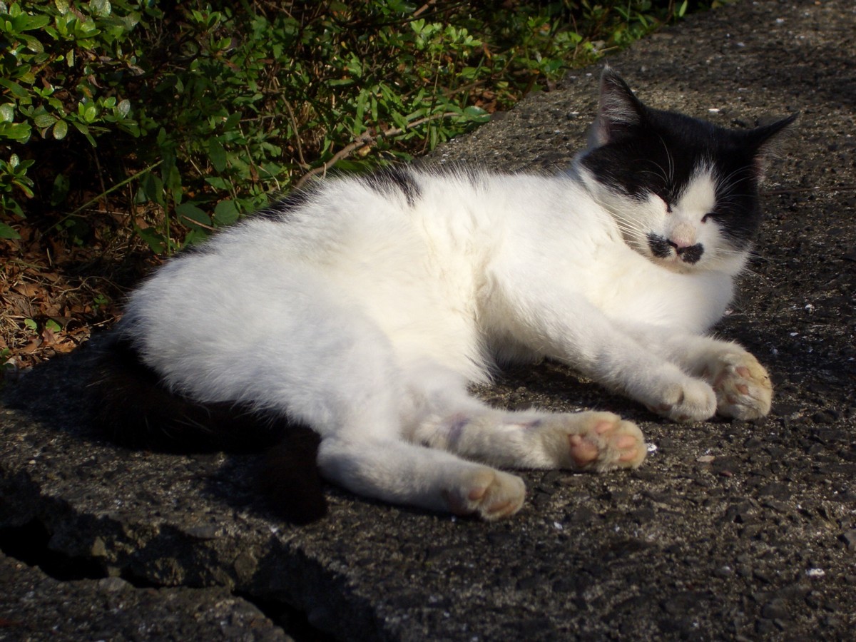 ララの二つ上のお姉さん猫。_e0039975_21201993.jpg