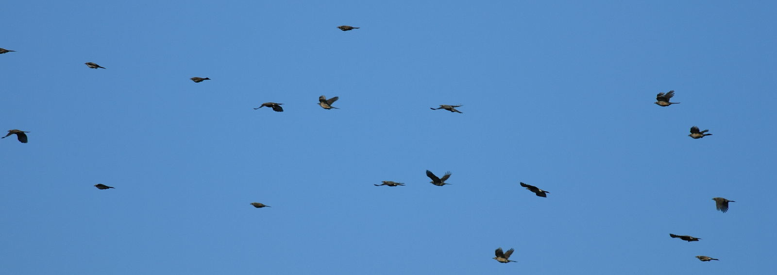 野鳥の会　探鳥会_f0117599_174817.jpg