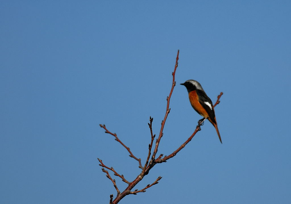 野鳥の会　探鳥会_f0117599_17522093.jpg