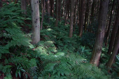 天平古道は山登りだった！_f0007926_21305374.jpg