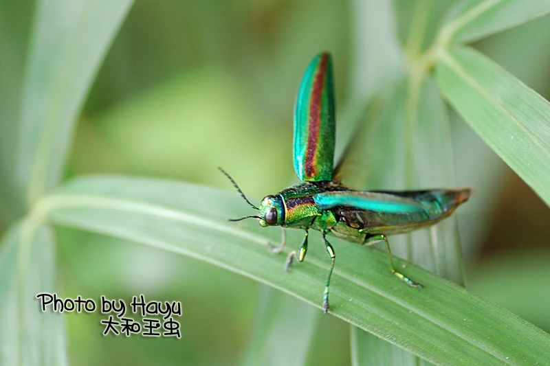 a0059328_7141343.jpg