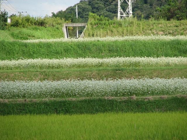 蕎麦と空と稲_f0099535_738258.jpg