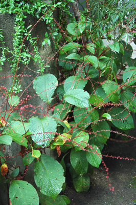 f0029536_9184455.jpg