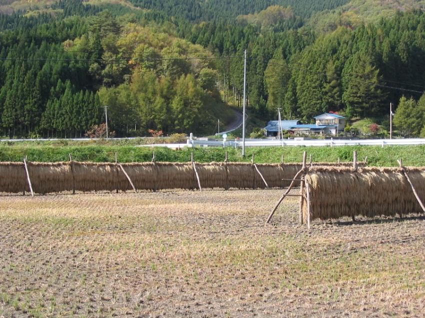 秋晴れの日、旧附馬牛街道（仮称）を行く_d0001843_2318484.jpg