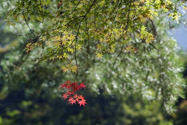 紅葉舞台は準備中_e0019563_7293959.jpg