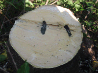 d0094868_20105813.gif