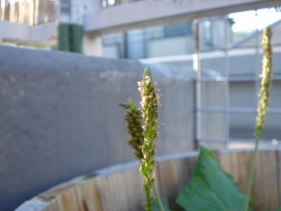 b0055276_0452951.jpg