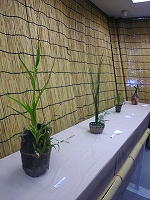 b0045281_6144375.jpg