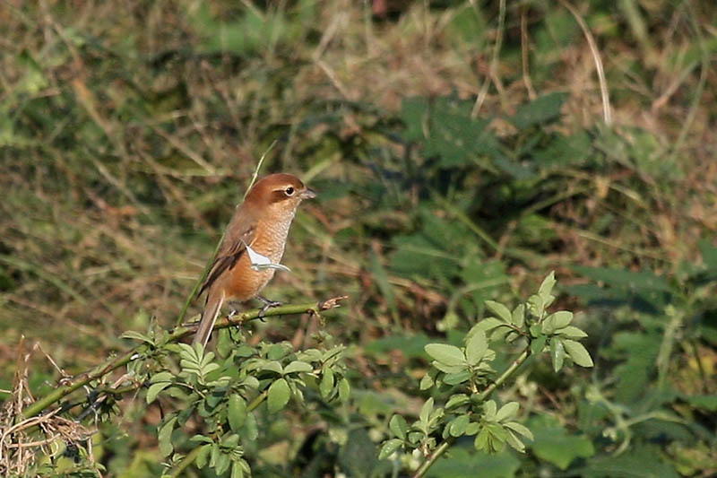 モズとモンシロチョウ_b0024798_6214573.jpg