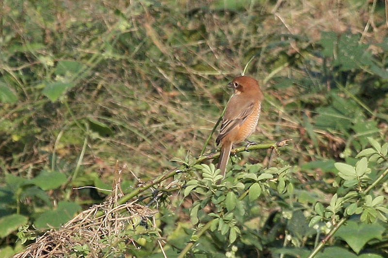 モズとモンシロチョウ_b0024798_6222034.jpg