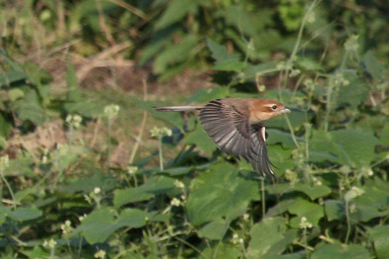 モズとモンシロチョウ_b0024798_6224370.jpg