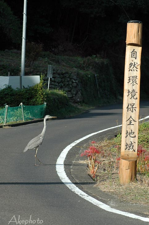 青サギの気持ち_e0127416_23425677.jpg