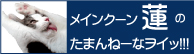 親父っぷり、おばちゃまっぷり大会・・・蓮さん_a0090729_21265915.jpg