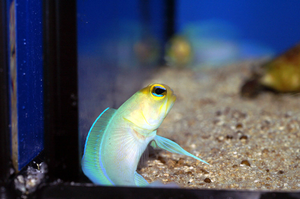 イエローヘッドジョーフィッシュ入荷! 海水魚専門店 海水魚販売 <ティアラ横浜店> イエローヘッドジョーフィッシュ入荷! 海水魚専門店 海水魚販売 <ティアラ横浜店>