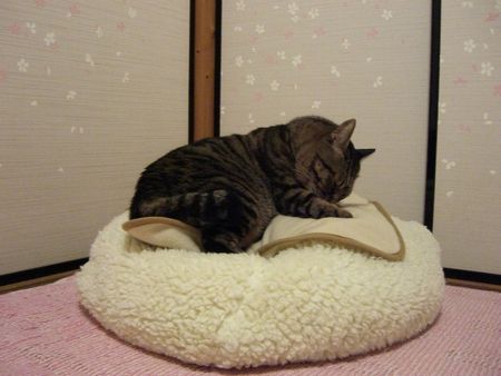 ちいばあちゃんへの視線攻撃_a0099131_15501758.jpg
