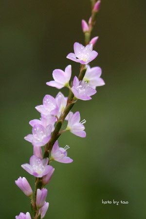 f0005733_221412.jpg