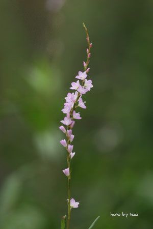 f0005733_2214737.jpg
