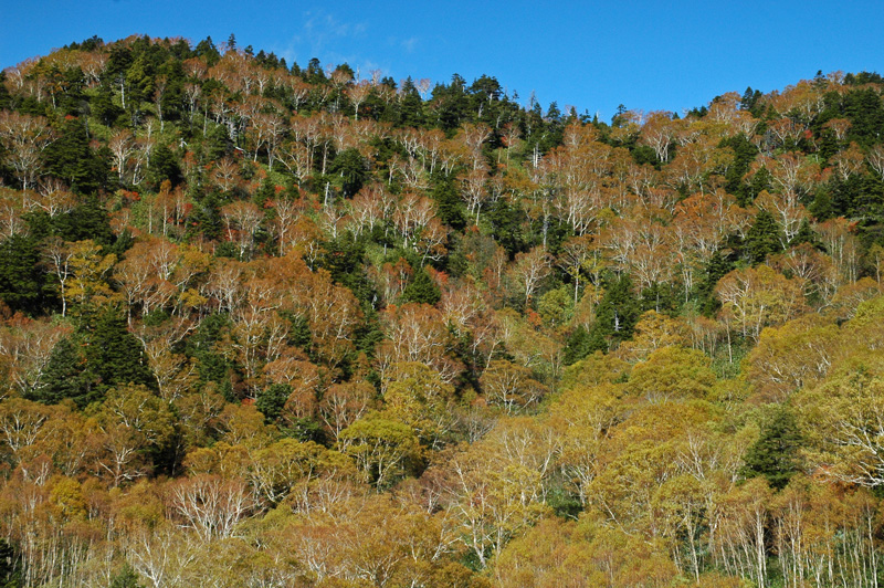 大沼池への道　（後編）_e0099737_23375491.jpg