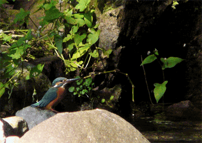a0056140_21113783.gif