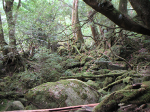 屋久島_b0116840_2254209.jpg