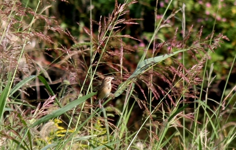 e0077041_20657.jpg