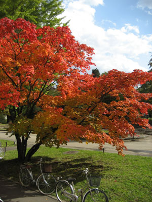 北大の紅葉10/22_f0009457_22492224.jpg