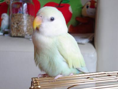コザクラインコのメス について コザクライフ コザクラインコのメス について コザクライフ