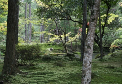 京都お寺めぐり③苔寺_f0007587_23193588.jpg