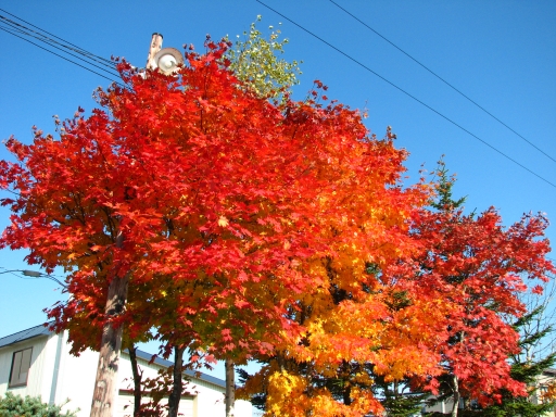 f0020302_22305041.jpg
